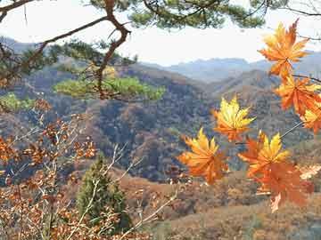 打胎药怎么买投票通过 马斯克的星舰基地成了一座“真正的”城镇
